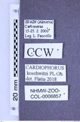 Etiketten zu Cardiophorus koschwitzi (Platia & Gudenzi, 1999) (NHMW-ZOO-COL-0006857)